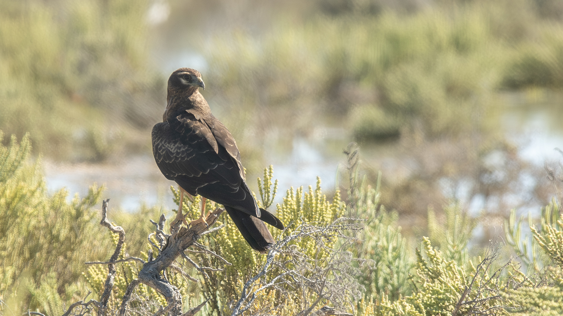 Montagu's Harrier